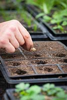 Sowing squash seeds into module tray