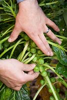 Harvesting Brussel sprouts. Brassica oleracea