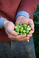 Handful of harvested sprouts. Brassica oleracea