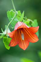 Canarina canariensis from Anaga Mountains, Tenerife. syn. Campanula canariensis, Canarina campanula. Canary bellfower