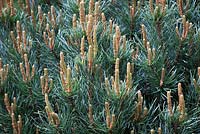 Pinus sylvestris 'Glauca' - blue Scot's pine