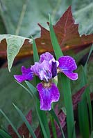 Iris 'Roaring Jelly' growing next to Rheum palmatum 'Hadspen Crimson' AGM