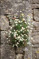 Erigeron karvinskianus syn. mucronatus growing in cracks in a dry stone wall. Mexican daisy