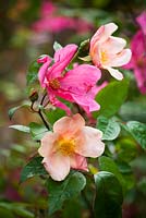 Rosa odorata 'Mutabilis' AGM syn. Rosa chinensis 'Mutabilis', R. 'Tipo Ideale'