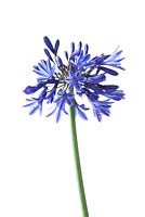 Agapanthus 'Navy Blue' syn A. 'Midnight Star'. African lily