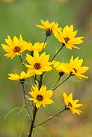 Helianthus salicifolius syn. Helianthus orgyalis. Willow-leaved sunflower