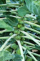 Brassica oleracea 'Maximus' - Brussel sprout