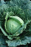 Brassica oleracea Capitata Group - Savoy cabbage 'Best of All'. 