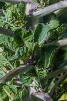 Brassica oleracea - Brukale 'Petit Posy'. The flower sprout

