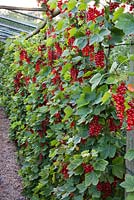 Ribes rubrum - redcurrant in raised bed trained as cordon.