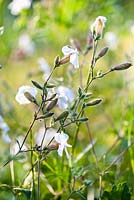 Silene latifolia - White Campion