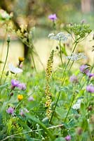 Wildflower meadow: Verbascum nigrum - Dark Mullein, Daucus carota - wild carrot seedhead, Centaurea jacea brown knapweed, Leucanthemum vulgare - ox-eye daisy.