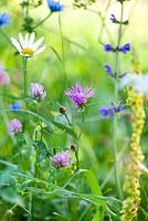 Wildflower meadow: Trifolium pratense, Centaurea jacea brown knapweed, Leucanthemum vulgare - ox-eye daisy, Salvia pratensis