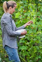 Woman picking Phaseolus coccineus - runner beans grown in raised bed