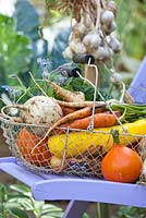 Harvested vegetables in wire basket on chair in organic summer garden.