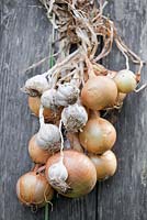 Hanging onions and garlic to dry.