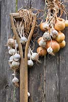 Late summer harvest of onions and garlic.