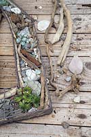 A Seaside themed wire frame planted with Succulents, shells, drift wood, stones and nautical items