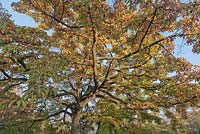 Magnolia kobus in autumn against blue sky - November, Cheshire