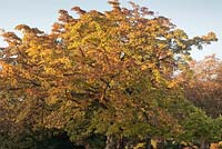 Magnolia kobus in autumn against blue sky - November, Cheshire