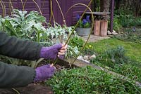Insert the Willow branch into the border