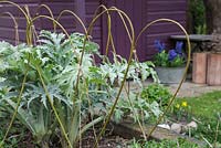 Heart shaped Willow edging adding aesthetic value to a border containing an Artichoke plant