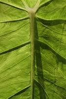Back lit Coloasia esculenta leaf - taro 