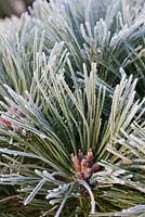 Pinus nigra 'Brepo' - austrian pine 