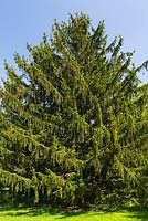 Picea abies 'Argenteospica' - Norway Spruce tree in spring, Montreal Botanical Garden, Quebec, Canada