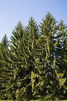 Picea abies 'Argenteospica' - Norway Spruce trees in spring, Montreal Botanical Garden, Quebec, Canada