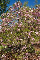 Magnolia 'Ricki' tree in spring, Montreal Botanical Garden, Quebec, Canada