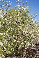 Malus 'Richelieu' - Apple tree in spring, Montreal Botanical Garden, Quebec, Canada
