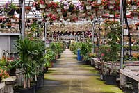 Hanging baskets of mixed flowers including Petunias and Impatiens above the main aisle and tables inside a steel framed and plastic sheeting commercial greenhouse in summer, Quebec
