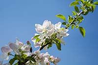Malus 'Richelieu' - Apple tree blossoms against a blue sky background in spring