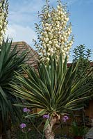 Yucca gloriosa 'Variegata' flowers in September, in seaside garden situation