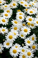 Argyranthemum frutescens 'Sassy Compact White'
