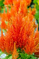 Celosia plumosa 'Fresh Look Orange'