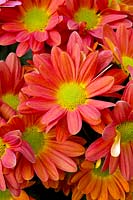 Chrysanthemum 'Hilo Tangerine'