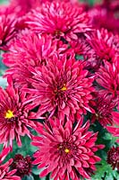 Chrysanthemum 'Kathleen Dark Red'