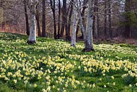 Narcissus Pseudonarcissus naturalised around betula in woodland garden. Valley Gardens, Windsor