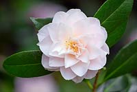 Camellia japonica 'Virgin's Blush'