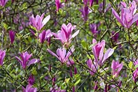 Magnolia liliflora Nigra x Stellata 'RicKi'