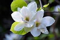 Magnolia soulangeana Lennei Alba x woodsman