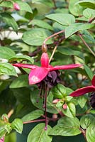 Fuchsia 'Blacky' - a half hardy prostrate variety with semi double flowers