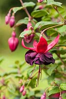Fuchsia 'Blacky' - a half hardy prostrate variety with semi double flowers
