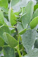 Blackfly on Broad Bean plants