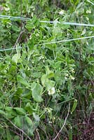 Pisum sativum 'Douce de Provence' plants protected by bird tape