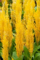 Celosia plumosa 'Fresh Look Gold'