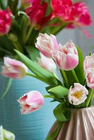 Tulipa 'Bell Song' - Fringed Tulip in ceramic vase 