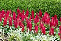 Celosia argentea plumosa 'Fresh Look Red'